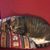 Linda Levine's profile image