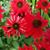 Echinacea Coneflower's profile image