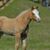 Francisco Melgarejo's profile image