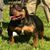 Los ScratchnStacknbullys's profile image