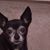 Teresa Jo Luistro's profile image
