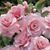 Anne Hudson Jessup's profile image