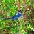 Susie Q Lemieux's profile image