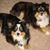 Sharlene Stone's profile image