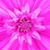 Dianne Schultz Ulrich's profile image