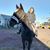 Gail Netz's profile image