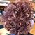 Jami Lea Lewison's profile image