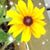 Chris Foye Fusco's profile image