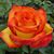 Gloria Nieto Acebu's profile image