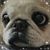 Nancy Carpenter-Staley's profile image