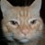 Lynne Holland's profile image