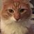 Laura Griffin-Zimmerman's profile image