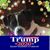 Darlene Courliss's profile image