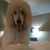 April Goodin Albin's profile image
