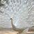 Jacquelyn Faull's profile image
