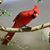 Bonnie Burns's profile image