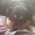 Julie Mittan's profile image