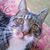 Doug Cameron's profile image
