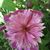 Andrea Blasucci Throckmorton's profile image