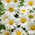 Jennifer McKenna Mantini's profile image