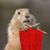 Missie Austin's profile image