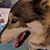 Lilia Mutka's profile image