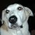 Joy Martino's profile image