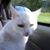 Patricia Tescione's profile image