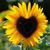 Angie Van Meter Williams's profile image