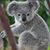 Shelley Seton Schleich's profile image