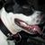 Goya Goya's profile image