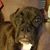 Staci Record's profile image