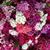 Cheryl Krocker McKeon's profile image