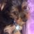 Carolina Smith's profile image