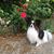 Yoshi ThePapillion's profile image