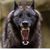 Bill Jamison's profile image