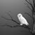 Larry Shirey's profile image