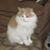 Carol Bell McMillion's profile image