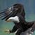لا احتاج سواك's profile image