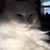 Sam Hollis's profile image