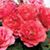 Huda Sayyid's profile image