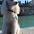 Nadia Rossano's profile image