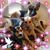 Sue Silverman's profile image