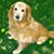 Lisa Iglehart's profile image