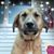 Carol Dennis's profile image