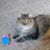 Darlene Haldeman's profile image