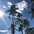 Patricia Rossino's profile image