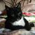 Laurie Kehoe's profile image