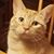 Cindi Zipoli's profile image