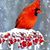 Gail Raymond Shevlin's profile image